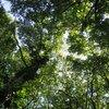 Natur a Bëschverwaltung: 400 schützenswäert Beem ginn net deklasséiert