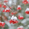 E Wantermantel fir d'Planzen a Blummen am Gaart