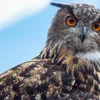 Iwwer Bierg an Dall: Den Uhu