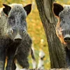 Schwein gehabt