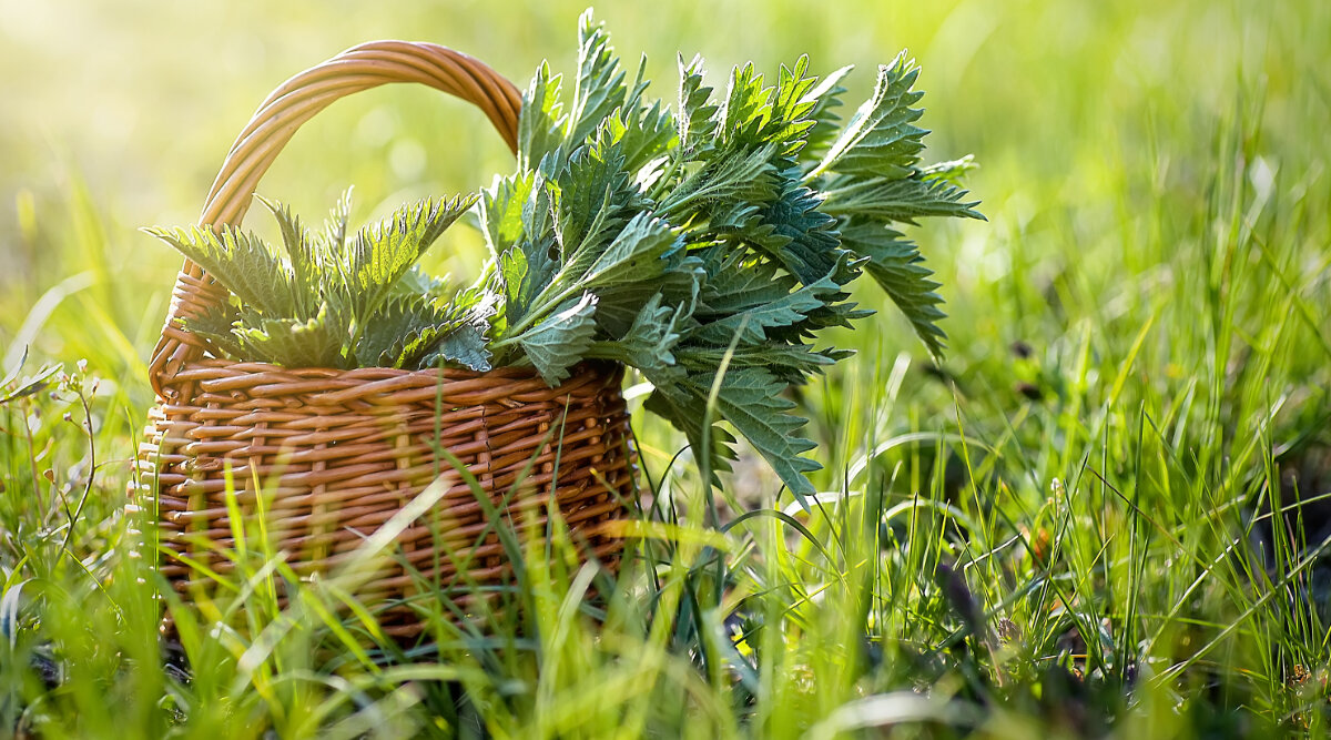 Brennnessel - Urtica, eng pickeg awer ganz intressant Planz